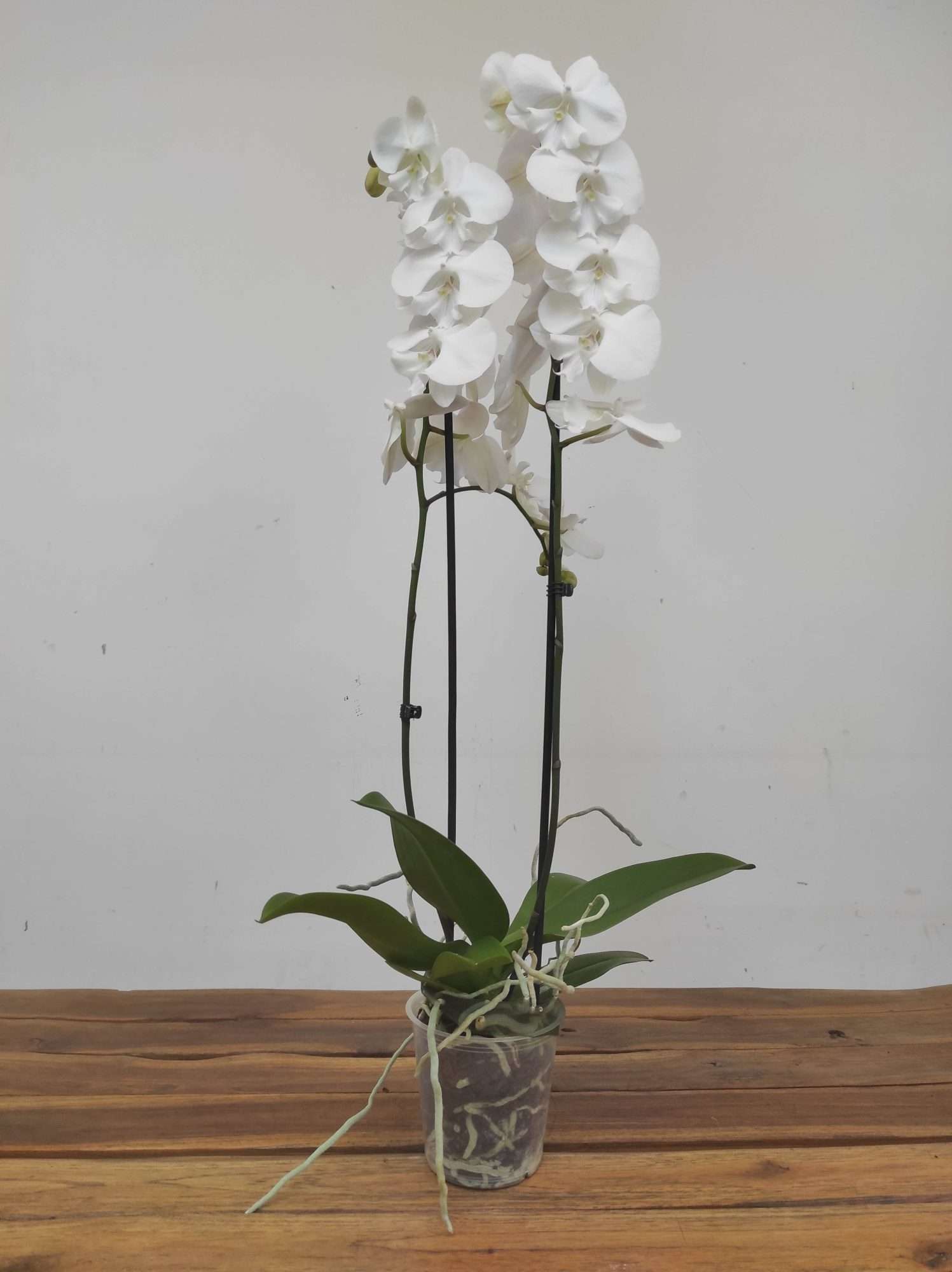 Phalaenopsis - 2 Hastes - Image 2