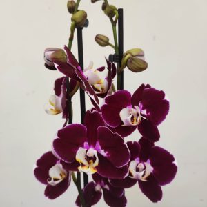 Phalaenopsis - 2 Hastes