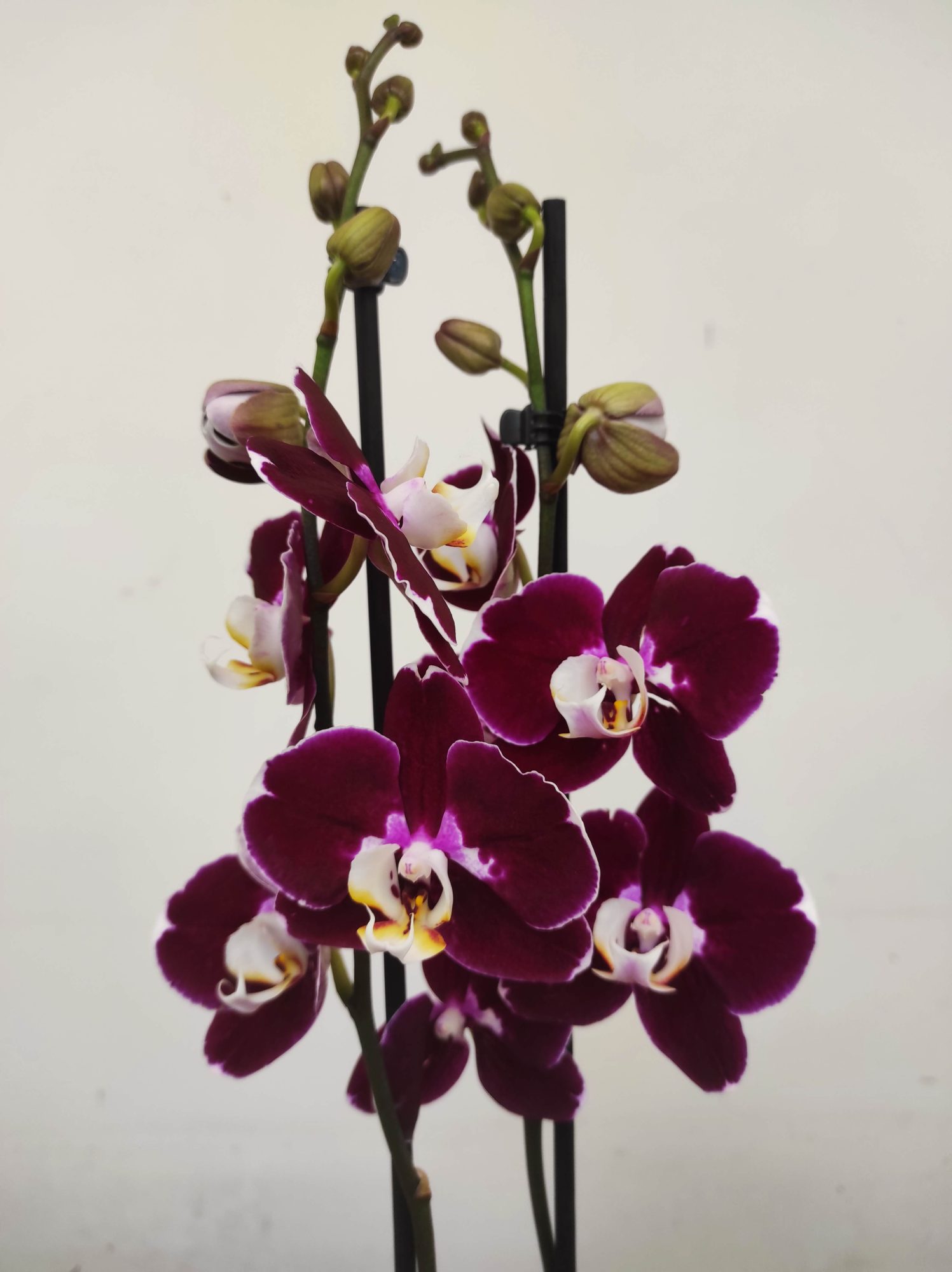 Phalaenopsis - 2 Hastes