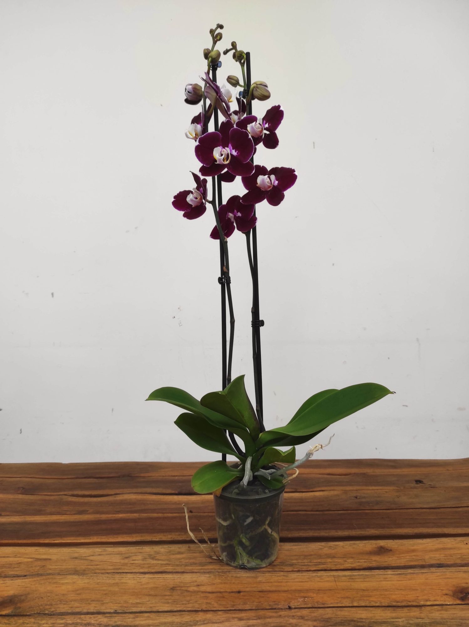 Phalaenopsis - 2 Hastes - Image 2