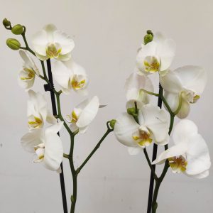 Phalaenopsis - 2 Hastes