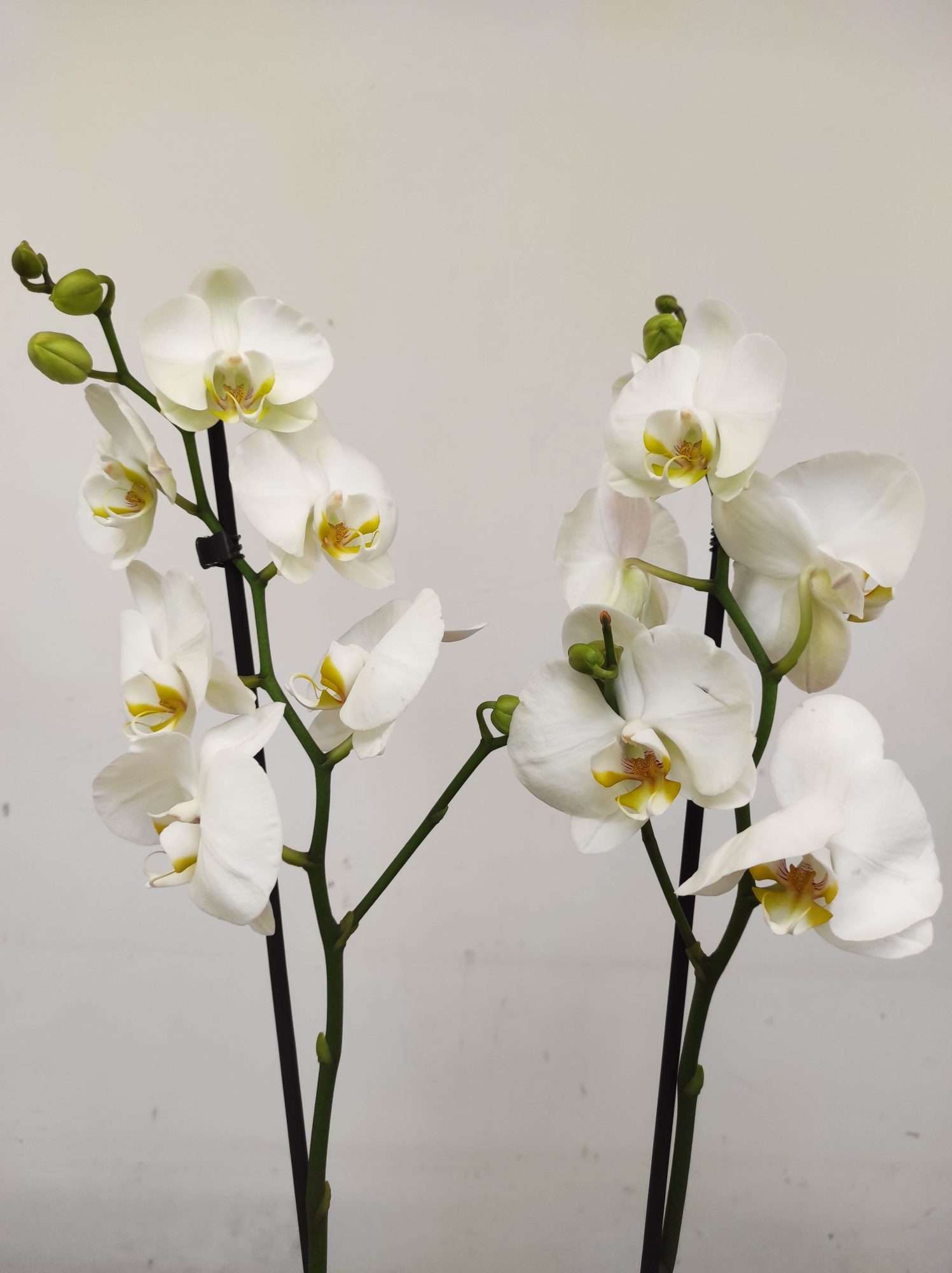 Phalaenopsis - 2 Hastes