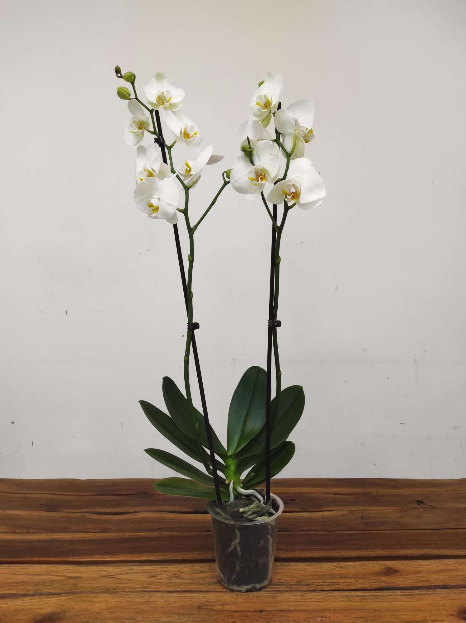 Phalaenopsis - 2 Hastes - Image 2
