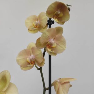 Phalaenopsis - 2 Hastes