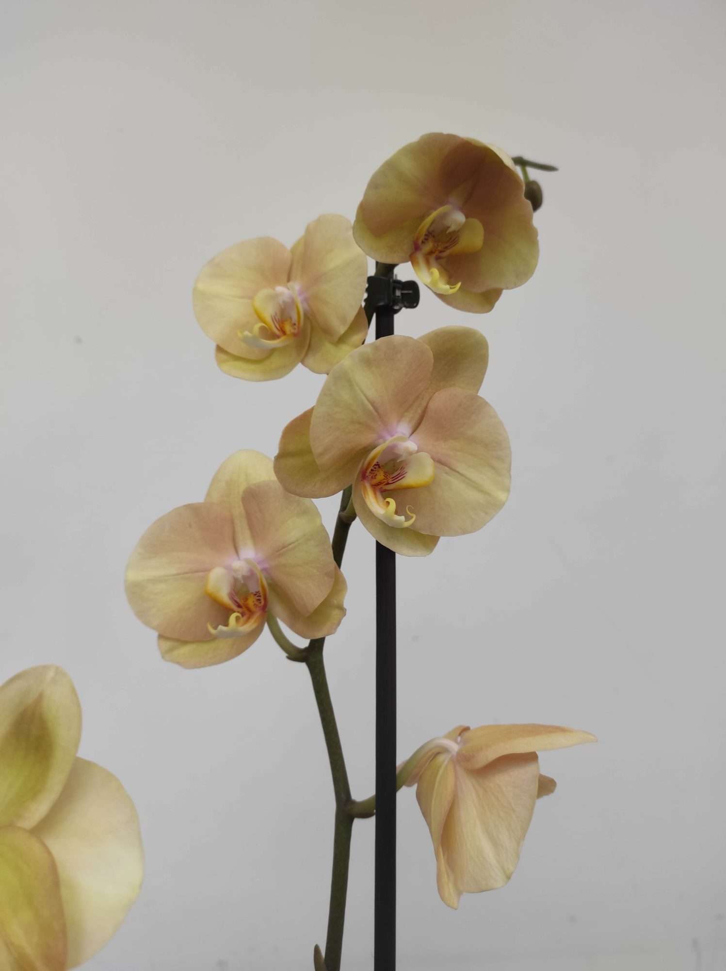 Phalaenopsis - 2 Hastes