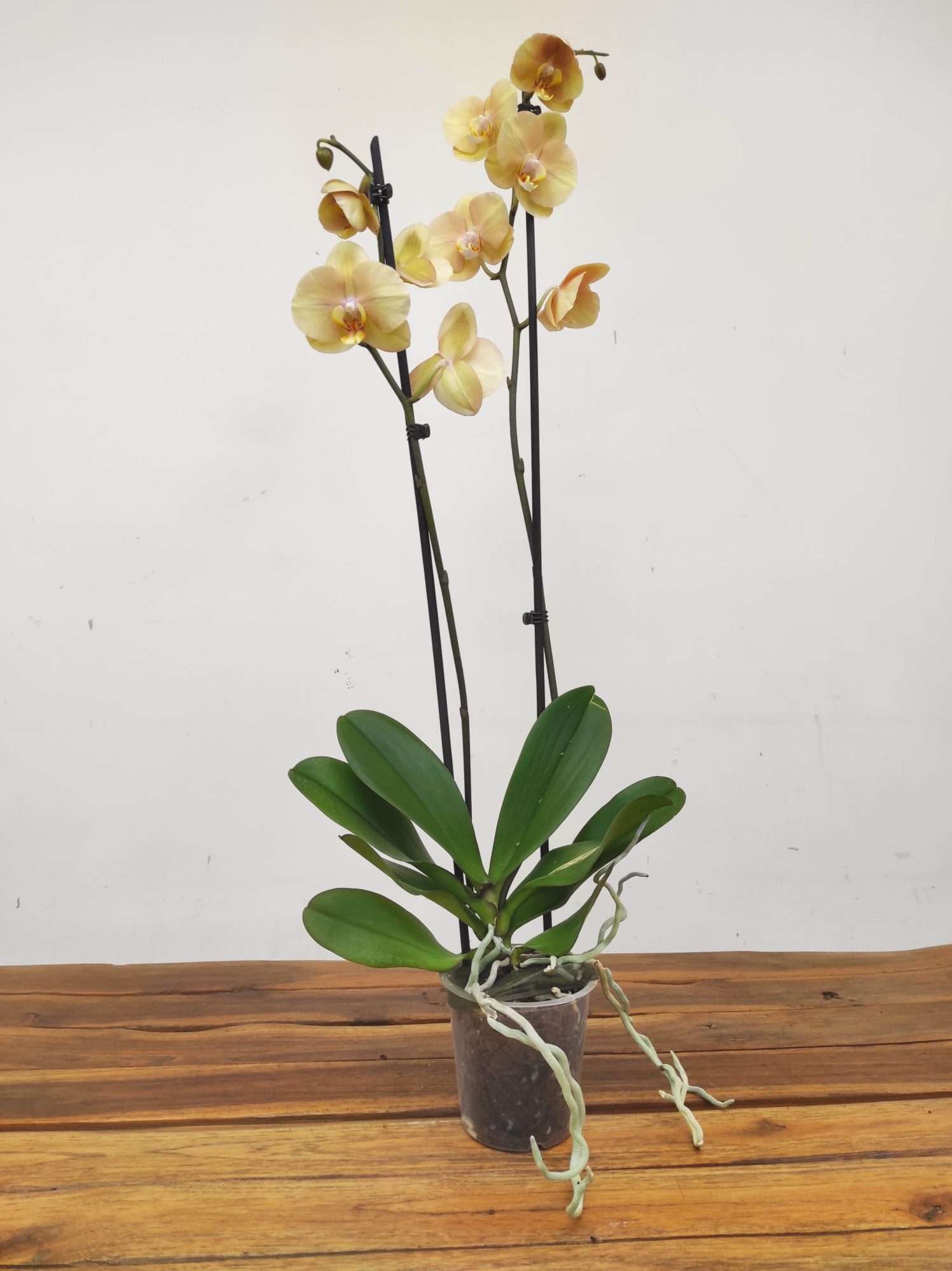 Phalaenopsis - 2 Hastes - Image 2