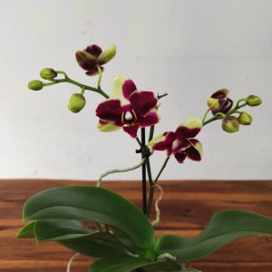Phalaenopsis V.9