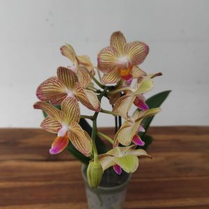 Phalaenopsis V.9