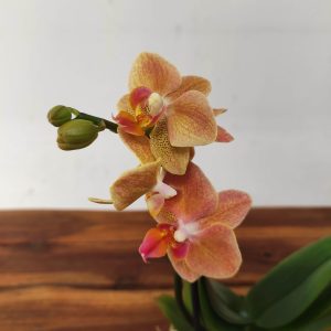 Phalaenopsis V.9