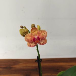 Phalaenopsis V.9