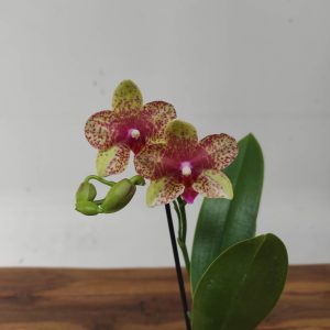 Phalaenopsis V.9