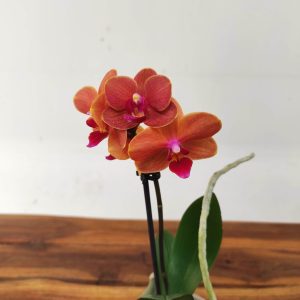 Phalaenopsis V.9