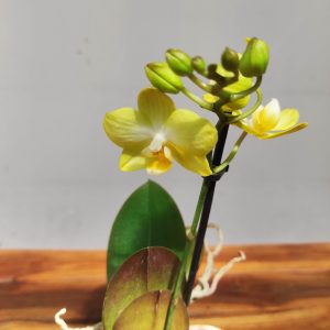Phalaenopsis V.9