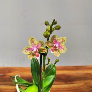 Phalaenopsis V.9