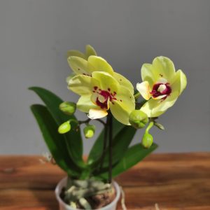Phalaenopsis V.9