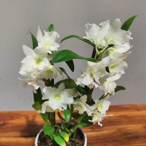Dendrobium Nobile Star Class