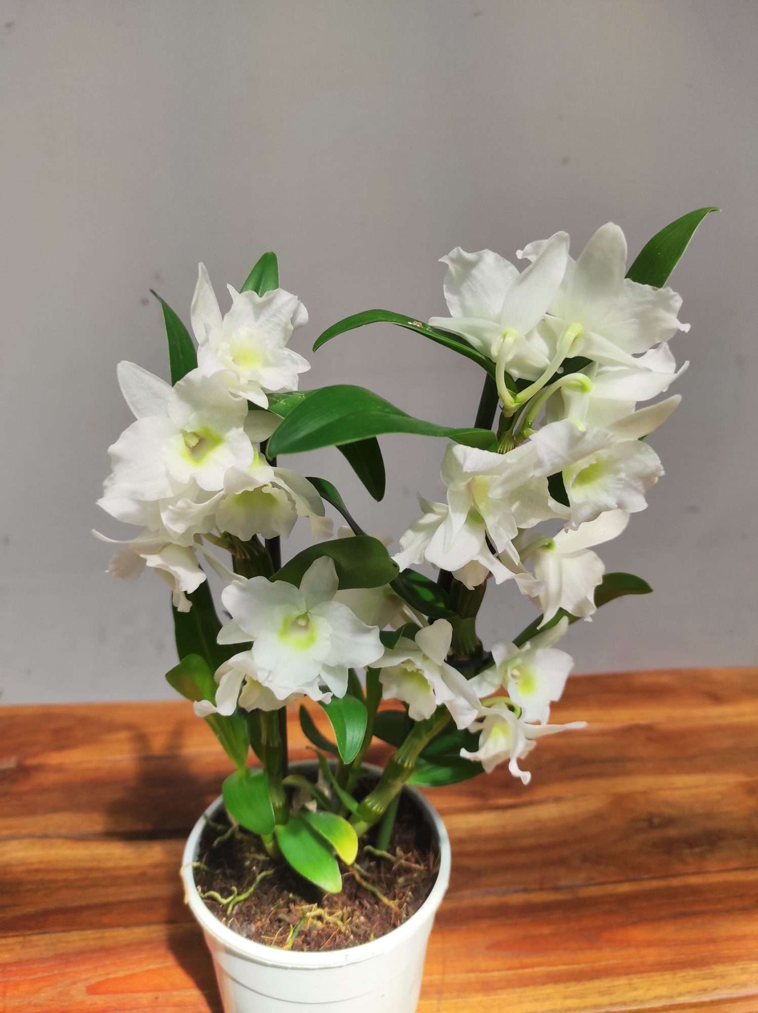 Dendrobium Nobile Star Class