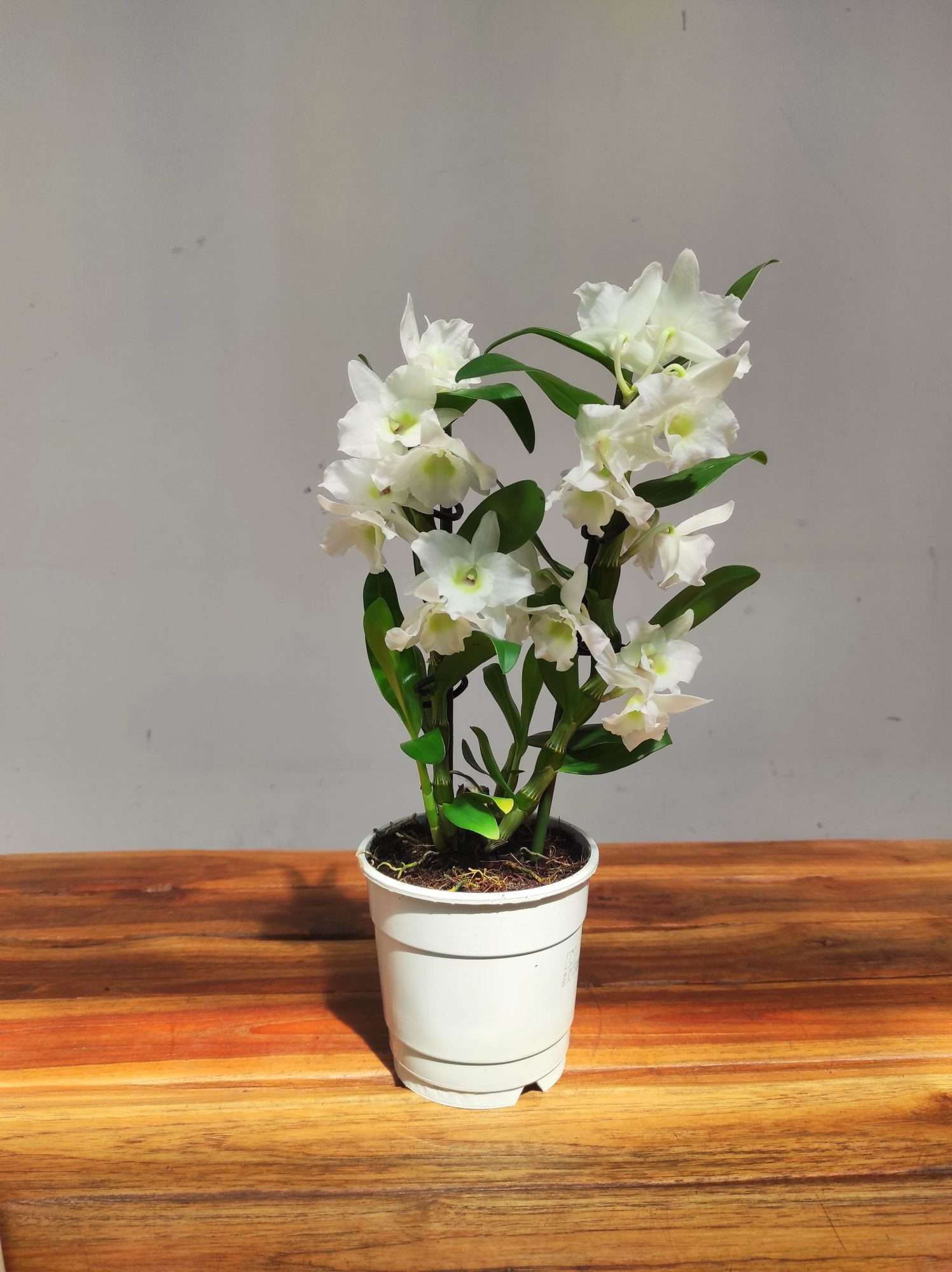 Dendrobium Nobile Star Class - Image 2