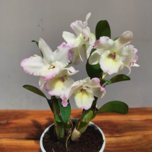 Dendrobium Nobile Star Class