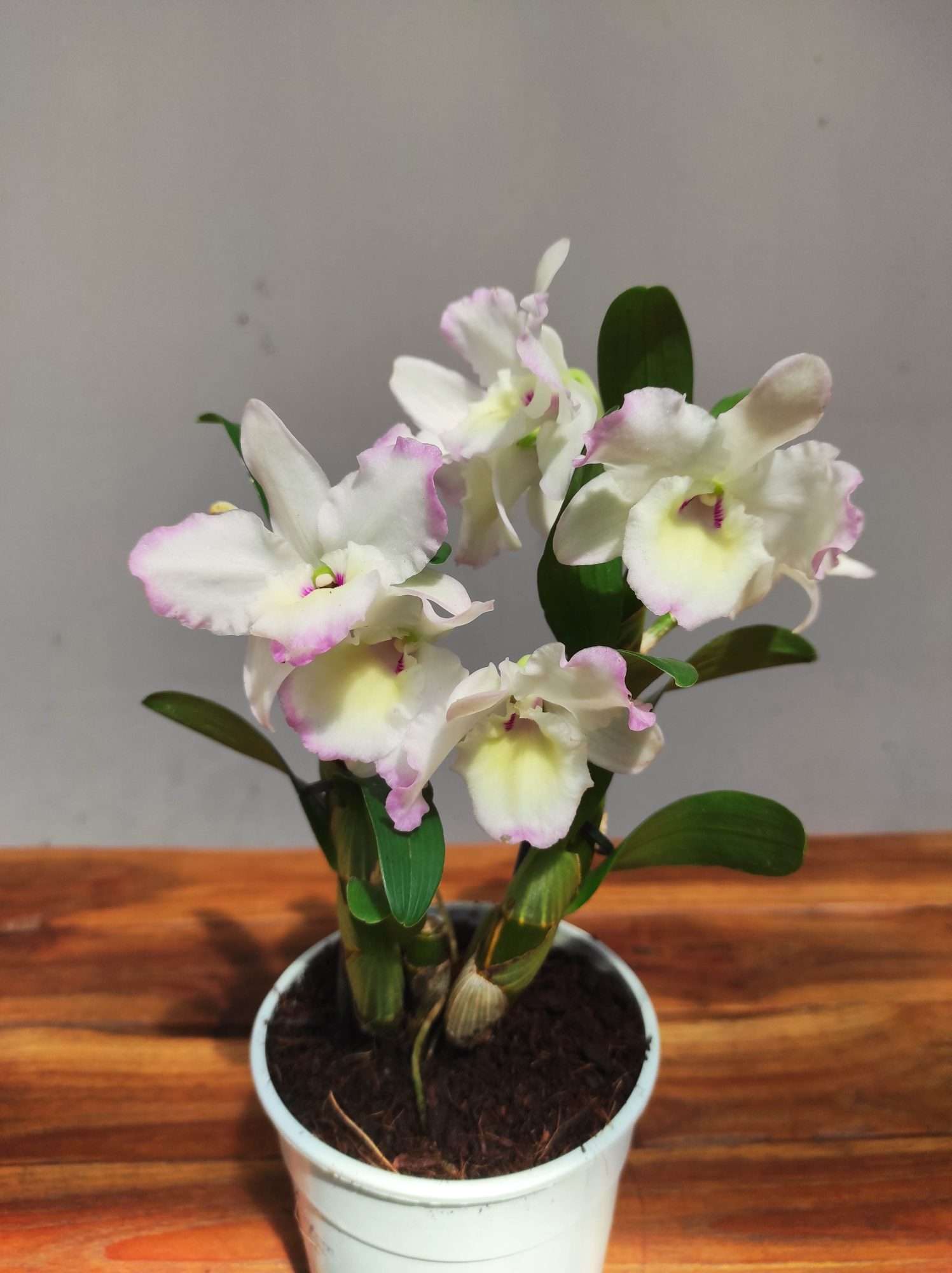 Dendrobium Nobile Star Class