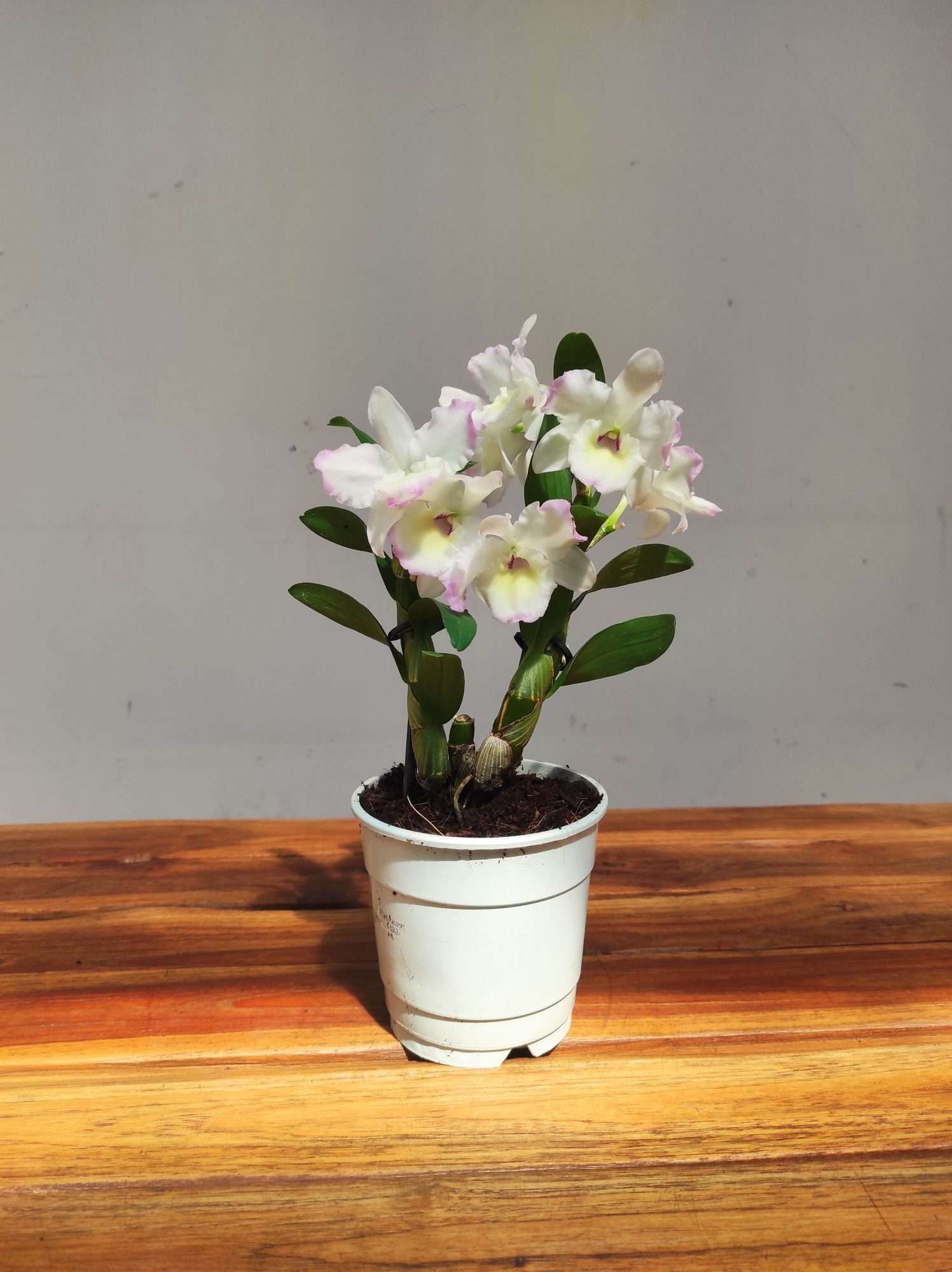 Dendrobium Nobile Star Class - Image 2