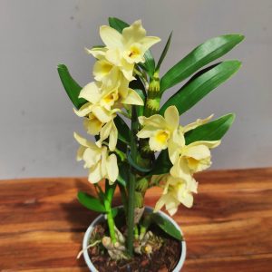 Dendrobium Nobile Star Class