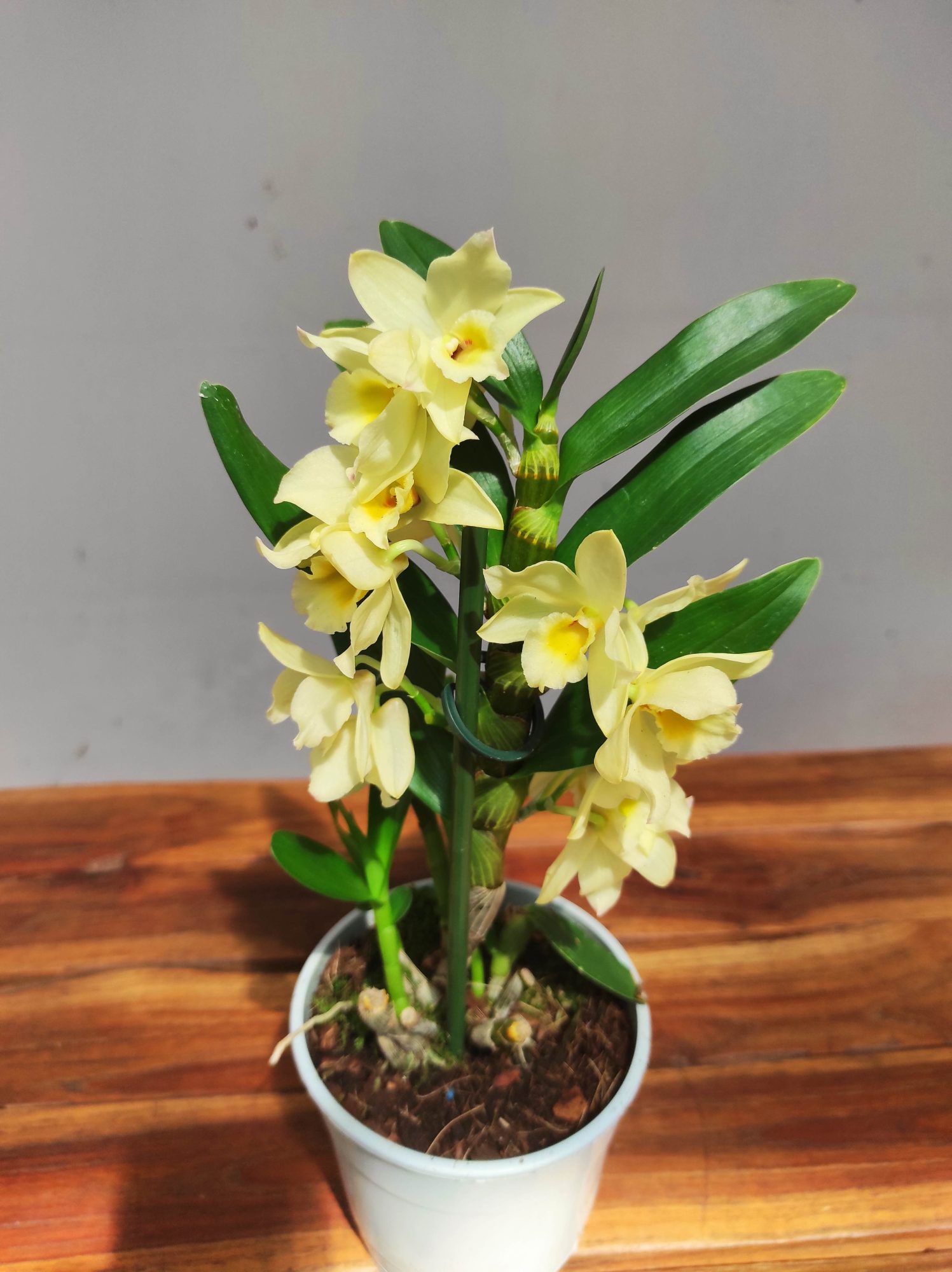 Dendrobium Nobile Star Class