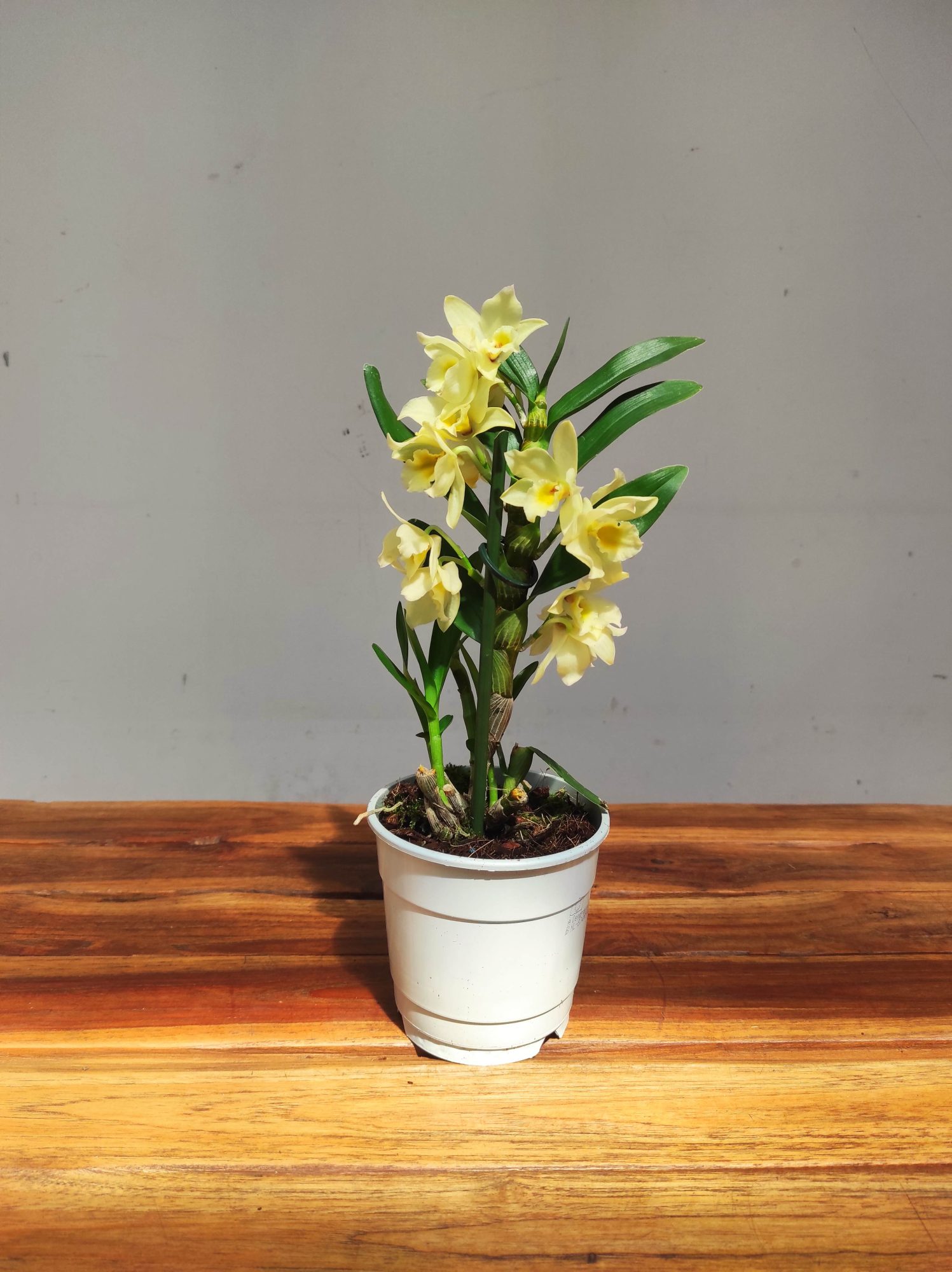 Dendrobium Nobile Star Class - Image 2