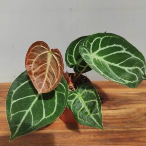 Anthurium 'Sylver Blush'