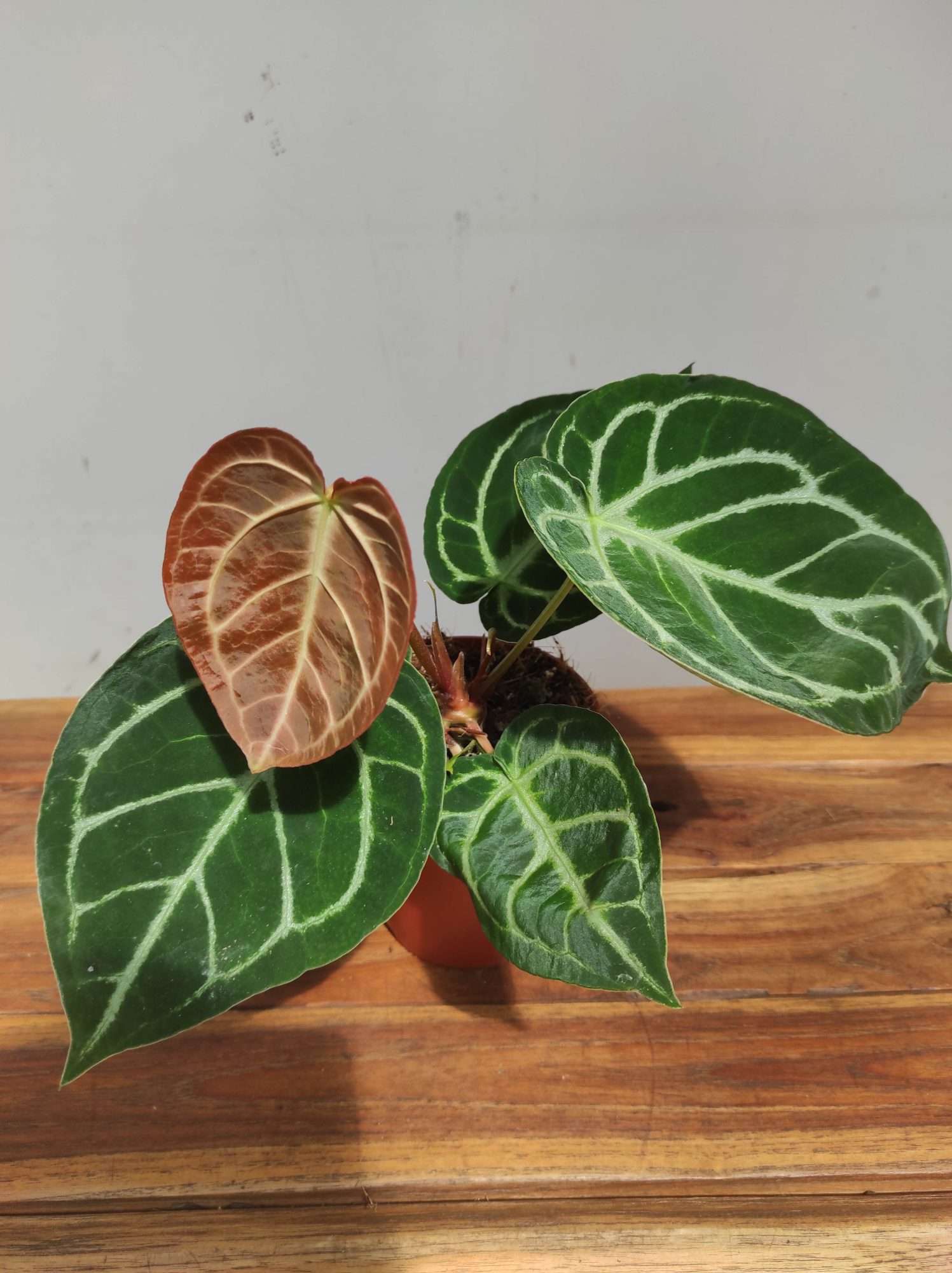 Anthurium 'Sylver Blush'