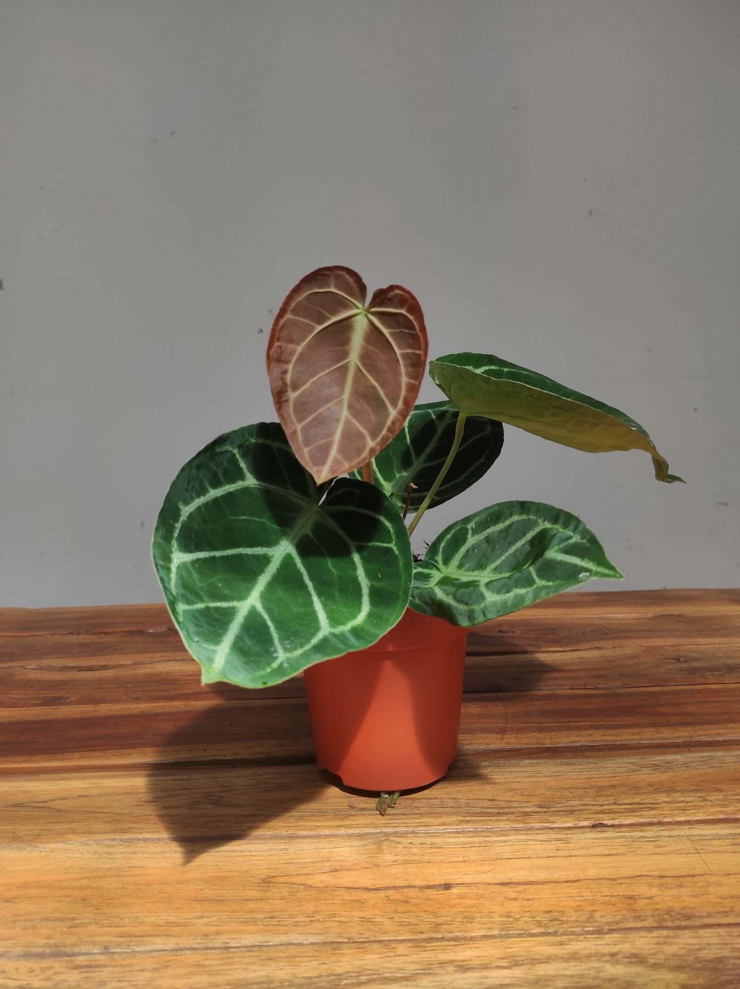 Anthurium 'Sylver Blush' - Image 2