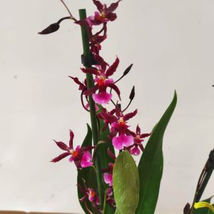 Oncidium 'Katerina Zoch'