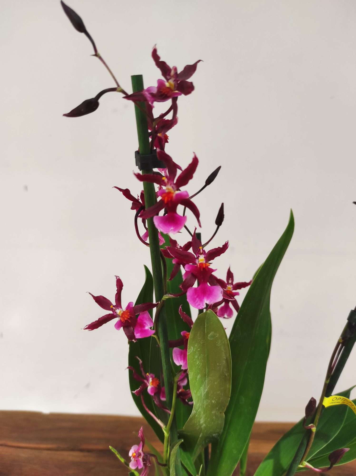 Oncidium 'Katerina Zoch'
