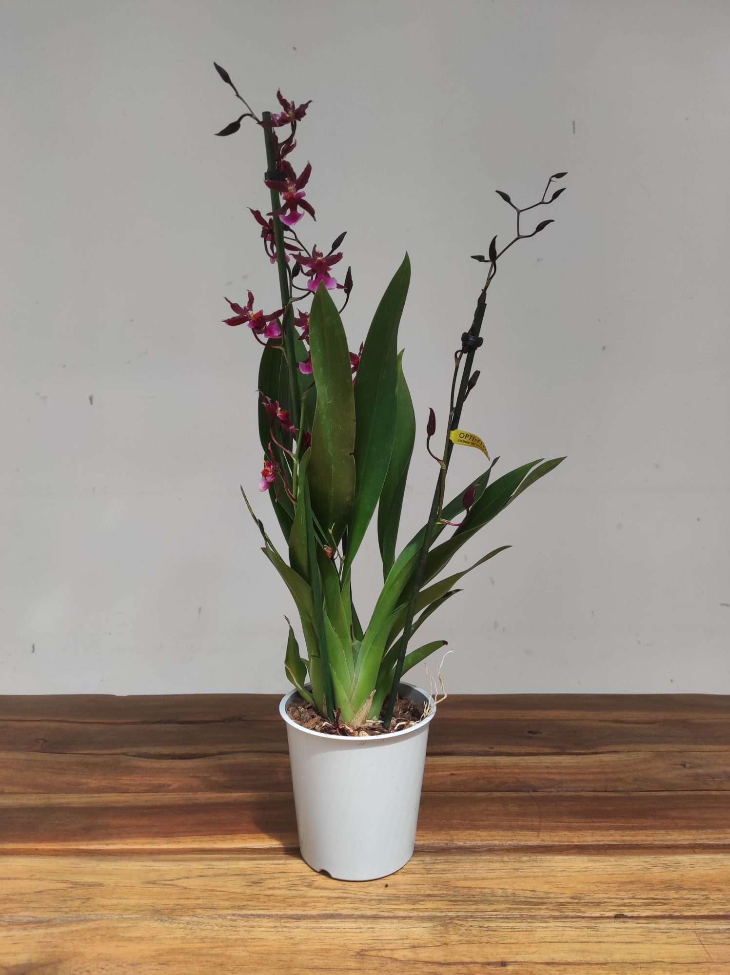 Oncidium 'Katerina Zoch' - Image 2