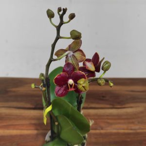 Phalaenopsis V.7