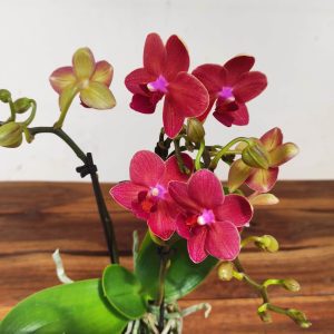Phalaenopsis V.7