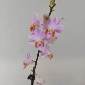 Phalaenopsis 'Pulcherrima'
