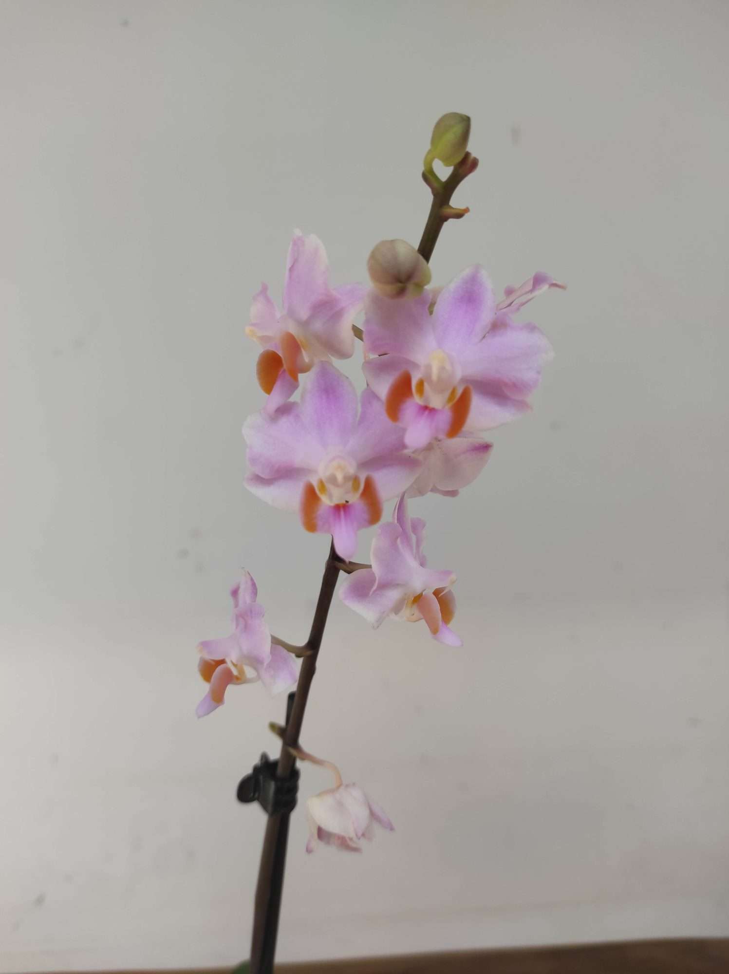 Phalaenopsis 'Pulcherrima'