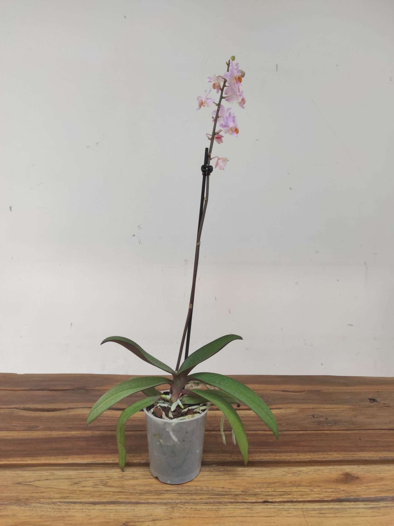 Phalaenopsis 'Pulcherrima' - Image 2
