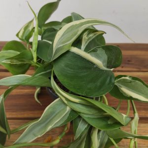 Philodendron 'Rio Gabriella'