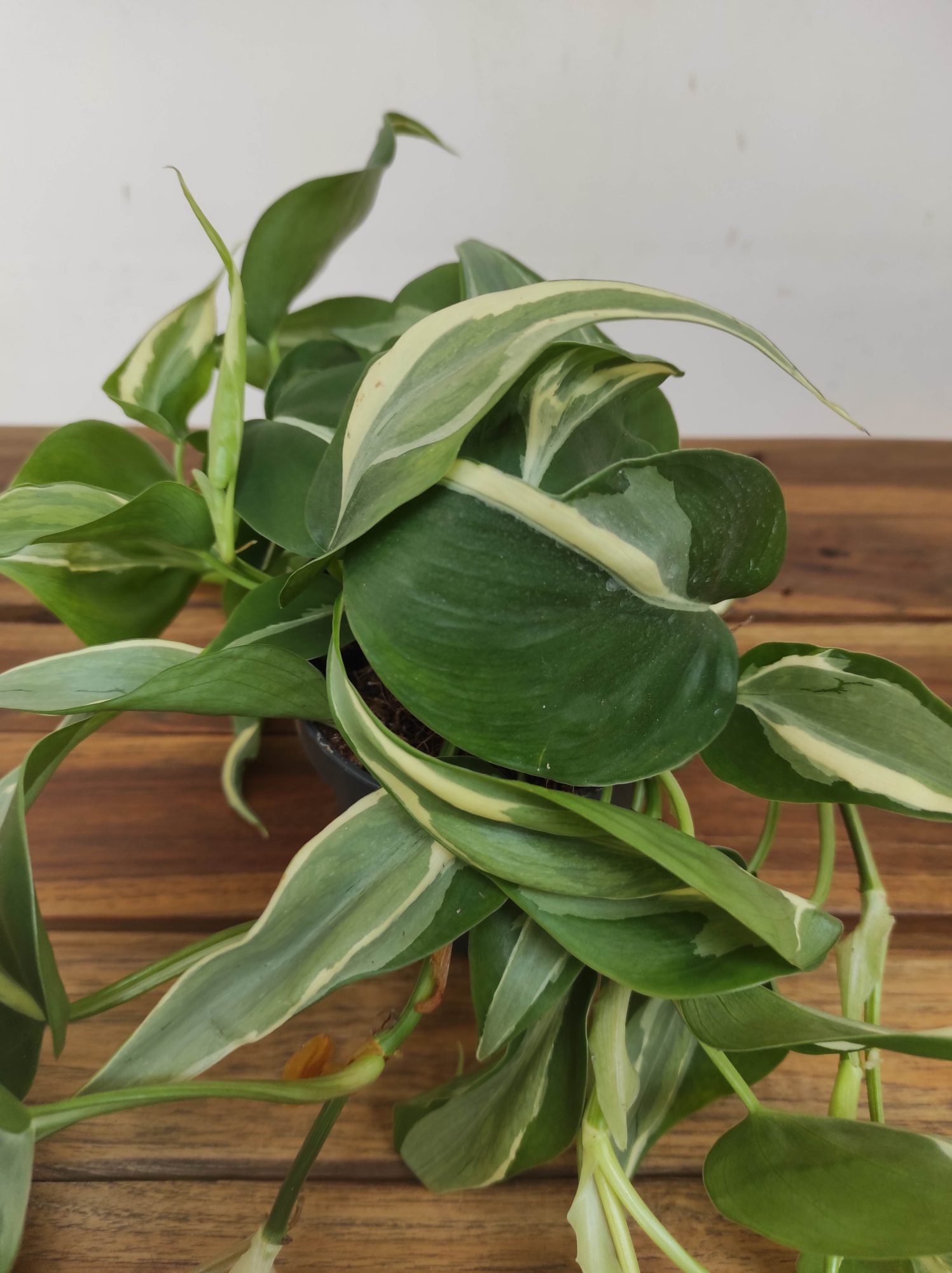 Philodendron 'Rio Gabriella'