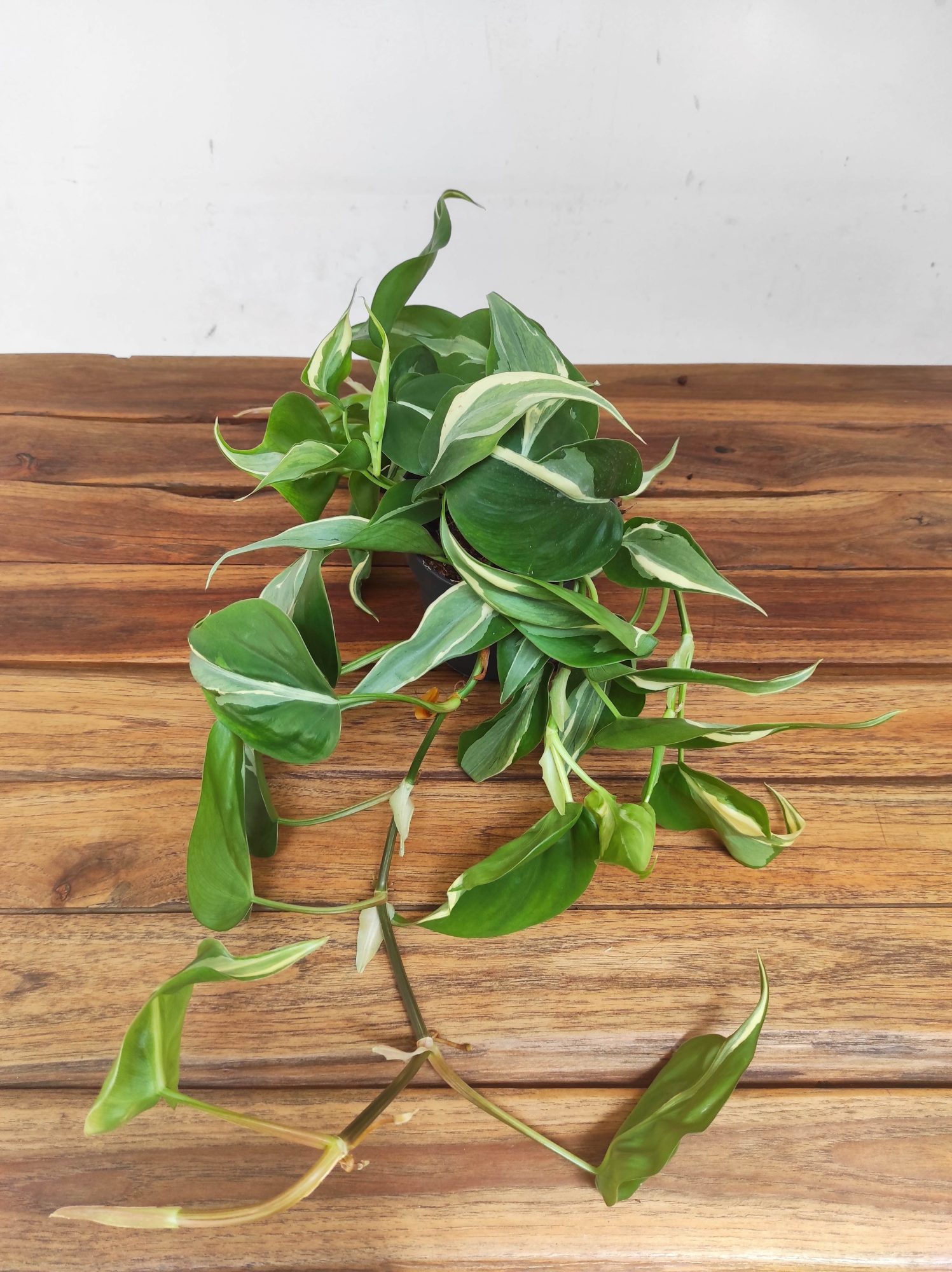 Philodendron 'Rio Gabriella' - Image 2