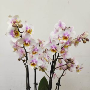 Phalaenopsis V.12