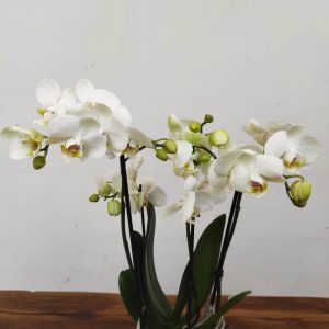 Phalaenopsis V.12