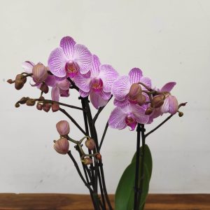 Phalaenopsis V.12
