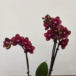 Phalaenopsis V.12