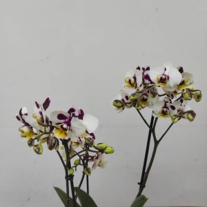 Phalaenopsis V.12