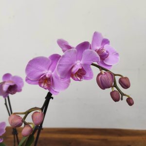 Phalaenopsis V.12