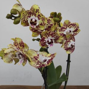 Phalaenopsis V.12