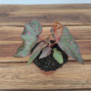 Begonia 'Special' V.8